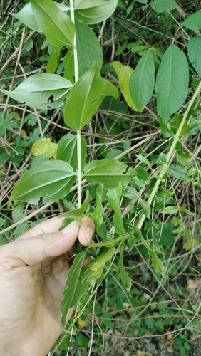 Coriaria myrtifolia, photograph 1