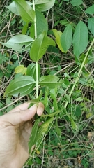 Coriaria myrtifolia