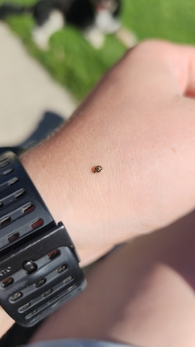 Twenty-spotted Lady Beetle