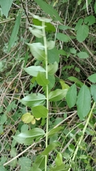 (c) Nico Hernandez, some rights reserved (CC BY) Coriaria myrtifolia, photograph (c) Nico Hernandez, some rights reserved (CC BY)