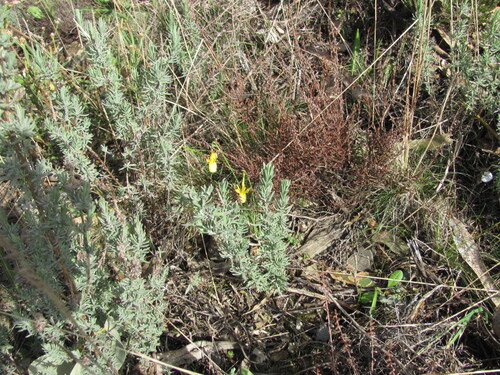 Narcissus triandrus, photograph 3