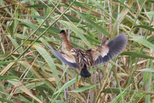 iNaturalist image