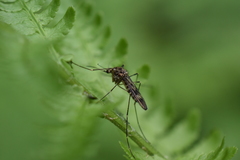 Culiseta incidens