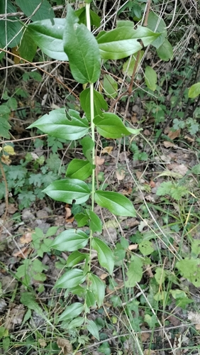 Coriaria myrtifolia, photograph 3