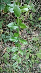 (c) Nico Hernandez, some rights reserved (CC BY) Coriaria myrtifolia, photograph (c) Nico Hernandez, some rights reserved (CC BY)