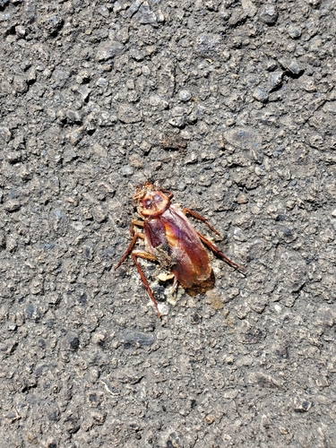 Periplaneta americana image