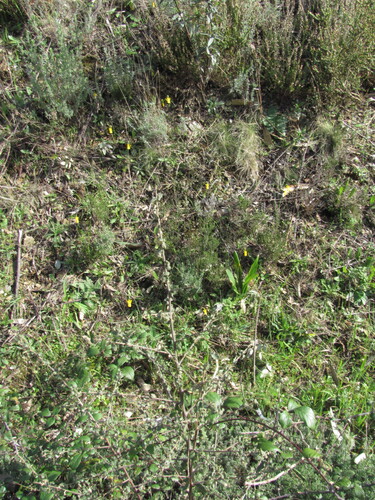 Narcissus triandrus, photograph 5