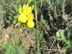 Narcissus triandrus, photograph (c) zebedeugalinha, some rights reserved (CC BY)