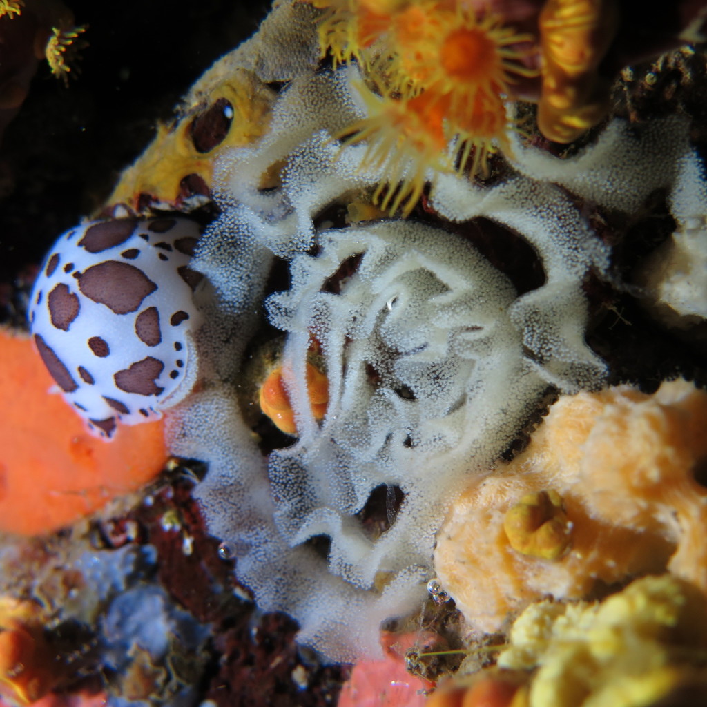 Dotted sea slug, Sea cow, Cow snail