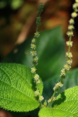 Boehmeria macrophylla