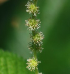 Boehmeria macrophylla