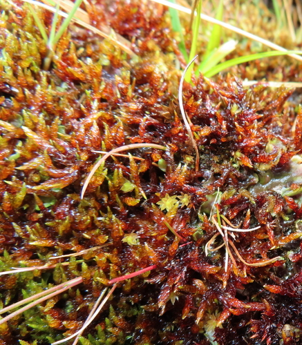Sarmentypnum sarmentosum observed 2026-09-02