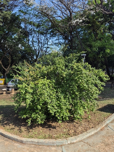 Surinam cherry