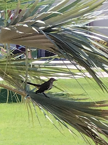 Northern Mockingbird