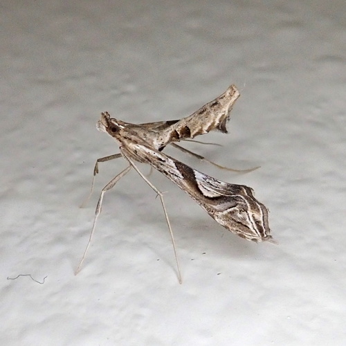 Eggplant Leafroller Moth photo 4