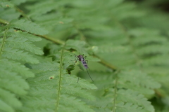 Culiseta incidens