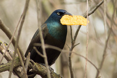 Common Grackle photo 5