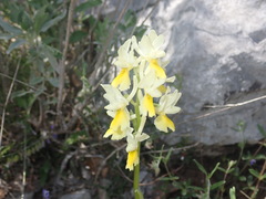 Orchis pauciflora