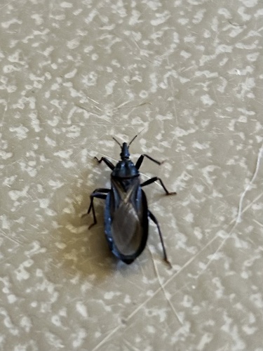 Western Bloodsucking Conenose