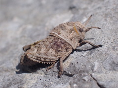 Prionotropis hystrix
