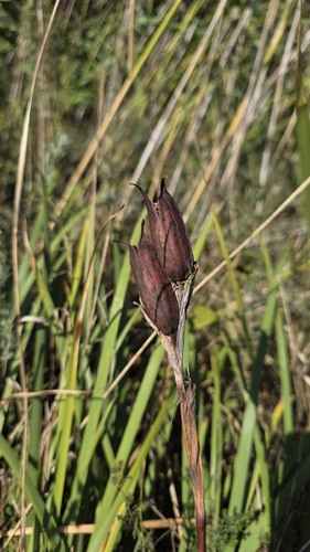 Iris spuria