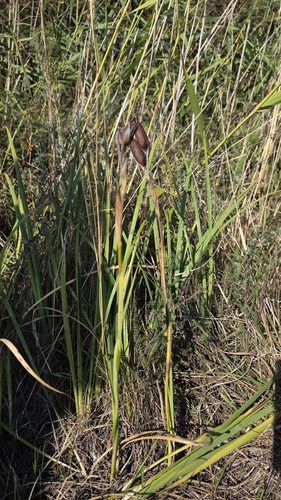 Iris spuria, photograph 2
