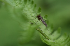 Culiseta incidens