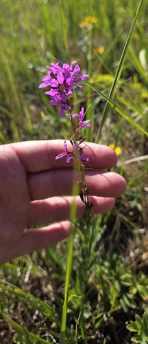 Lythrum virgatum, photograph 4