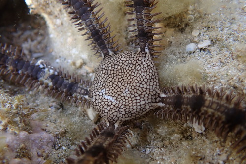 Breviturma dentata observed 2026-08-29