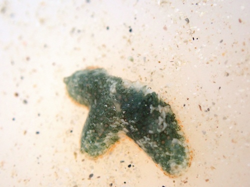 Aquilonastra anomala observed 2026-08-29