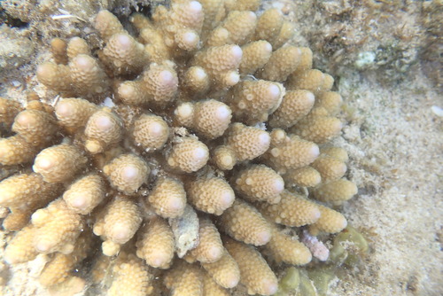 Acropora gemmifera observed 2026-08-29