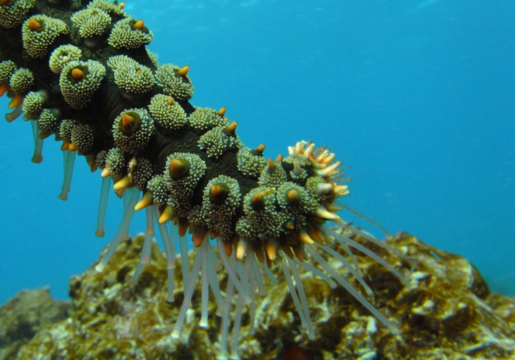 spiny starfish