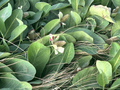 Yerba Mansa