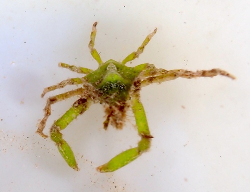 Menaethius monoceros observed 2026-08-29