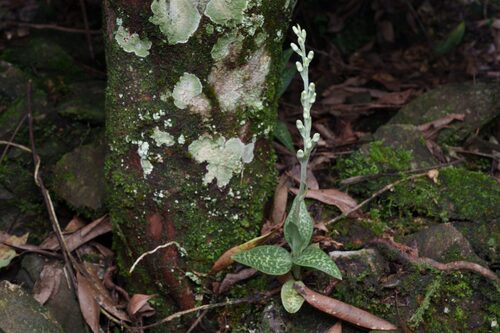 Goodyera schlechtendaliana, photograph 2