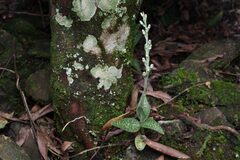 Goodyera schlechtendaliana, photograph (c) Haocong_Cat, some rights reserved (CC BY)