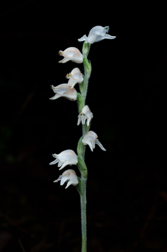 Goodyera schlechtendaliana, photograph 1