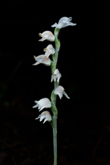 Goodyera schlechtendaliana, photograph (c) Haocong_Cat, some rights reserved (CC BY)