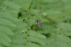 Culiseta incidens