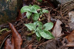 Goodyera schlechtendaliana