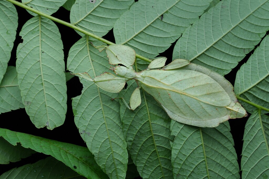Cryptophyllium