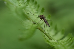 Culiseta incidens