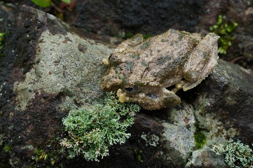 Hainan Flying Frog, Kurixalus hainanus