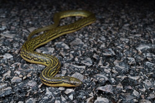 Zhao’s Mountain Stream Snake, Opisthotropis zhaoermii