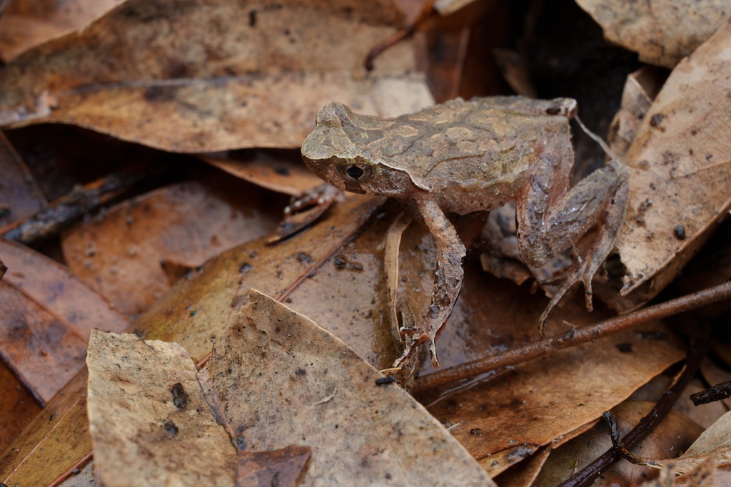 Boulenophrys congjiangensis