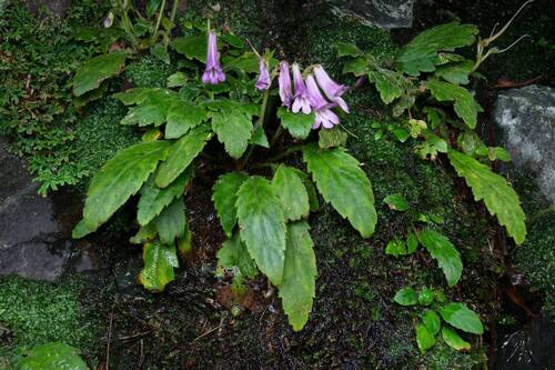 Primulina pinnatifida, photograph 1