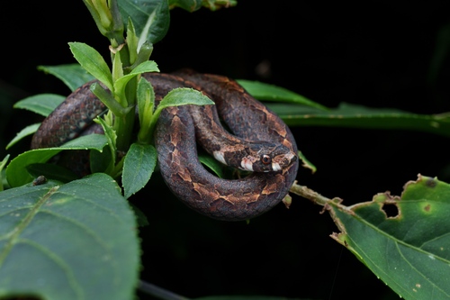 Eberhardt’s Kukri Snake, Oligodon eberhardti