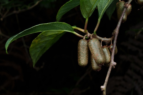 Actinidia cylindrica