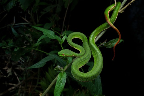 Chinese Green Tree Viper