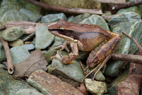 Bamboo-leaf Frog